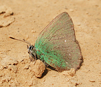 foto Callophrys rubi