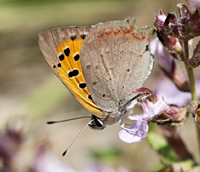 foto Kleine Vuurvlinder