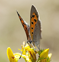 foto Kleine Vuurvlinder