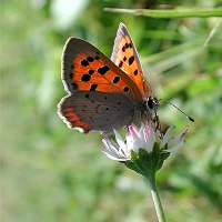 photograph of Small Copper