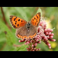 photograph of Lycaena phlaeas