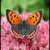 foto Lycaena phlaeas