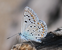 foto van Common Blue