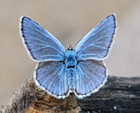 foto van Common Blue