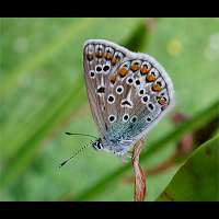 foto van Common Blue