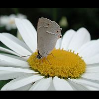 photograph of Purple Hairstreak