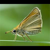 photograph of Essex Skipper