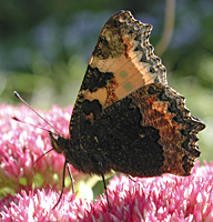 photograph of Small Tortoiseshell