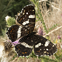 foto van Araschnia levana, vlinder Landkaartje