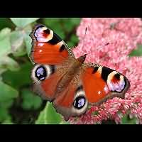 photograph of Peacock