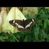 photograph of Limenitis camilla