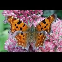 photograph of Polygonia c-album