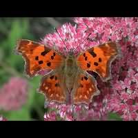 foto Polygonia c-album