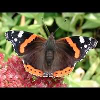 Photograph of Vanessa atalanta