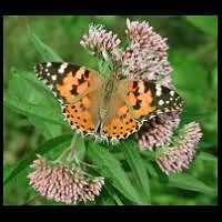 Photograph of Vanessa cardui