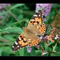 photograph of Vanessa cardui