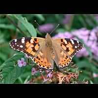 photograph of Painted Lady