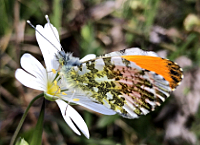 photograph of Anthocharis cardamines