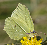 photograph of Gonepteryx rhamni