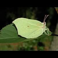 photograph of Brimstone