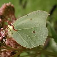 photograph of Gonepteryx rhamni