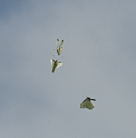 foto van het groot koolwitje, Pieris brassicae