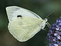 foto van het groot koolwitje, Pieris brassicae