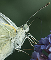 photograph of Pieris brassicae