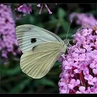 photograph of Pieris brassicae