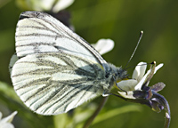 foto Klein Geaderd Witje