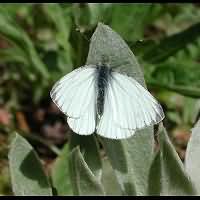 photograph of Pieris napi