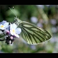 photograph of Pieris napi