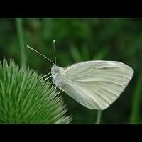 foto Pieris rapae