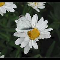 photograph of Pieris rapae