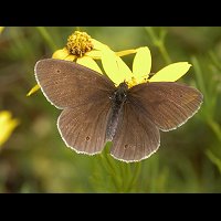 photograph of Ringlet