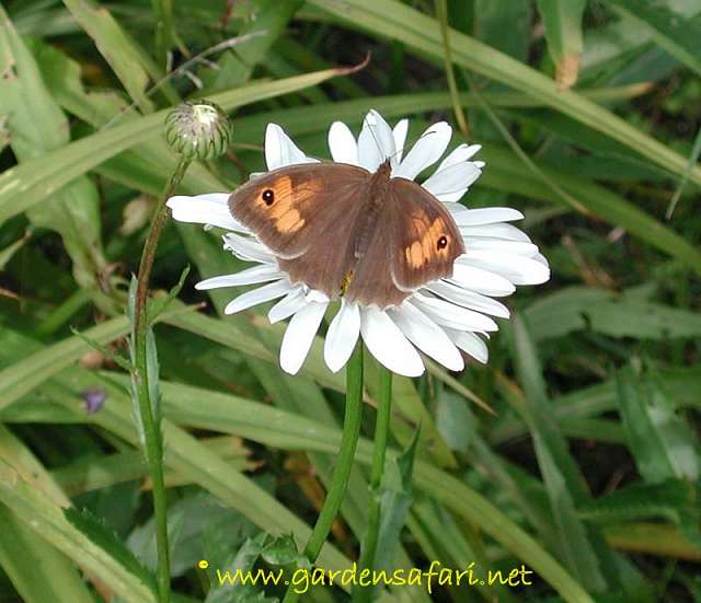 photograph of Meadow Brown