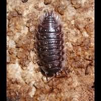 photograph Common Shiny Woodlouse