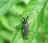 photo of Agapanthia villosoviridescens upper view