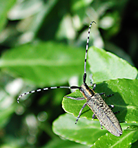 picture of Agapanthia villosoviridescens above view