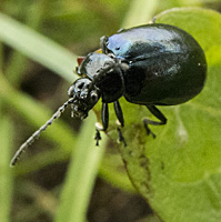 foto van Elzenhaantje, Agelastica alni