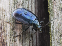 picture of Alder Leaf Beetle, Agelastica alni