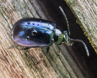 picture of Alder Leaf Beetle, Agelastica alni