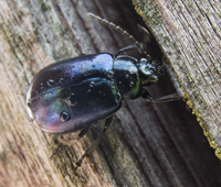 picture of Alder Leaf Beetle, Agelastica alni