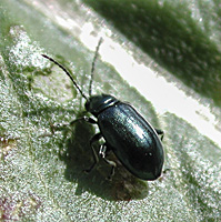 picture of Altica oleracea, Altica oleracea