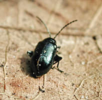 picture of Altica oleracea, Altica oleracea