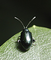 photograph Haltica oleracea