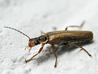 foto van soldaatje Cantharis decipiens)