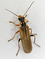 foto van soldaatje Cantharis decipiens)