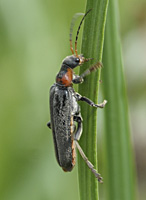 photograph of Soldier Beetle (Cantharis fusca)