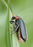 photograph of Soldier Beetle (Cantharis fusca)